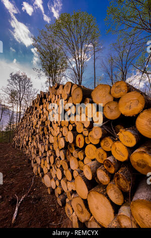 Log piles at a northern Wisconsin logging operation. Stock Photo