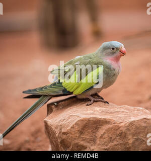 Princess of Wales parakeet (Polytelis alexandrae) Stock Photo