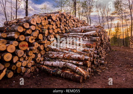 Log piles at a northern Wisconsin logging operation. Stock Photo