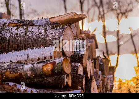 Log piles at a northern Wisconsin logging operation. Stock Photo