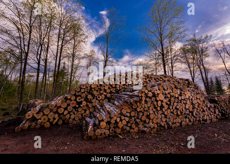 Log piles at a northern Wisconsin logging operation. Stock Photo