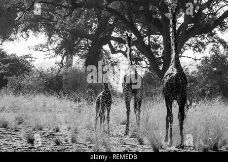 Three Thornicroft's giraffes (Giraffa camelopardalis thornicrofti), in South Luangwa National Park Zambia, two adults and a juvenile Stock Photo