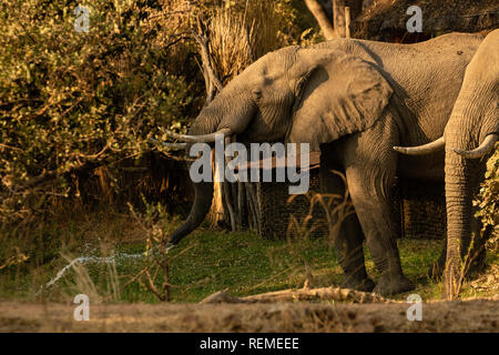 Two African Elephants drinking and one spraying water out of its trunk while drinking in South Luangwa National Park Stock Photo