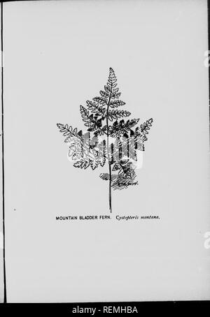 . Our ferns in their haunts [microform] : a guide to all the native species. Ferns; Fougères. . Please note that these images are extracted from scanned page images that may have been digitally enhanced for readability - coloration and appearance of these illustrations may not perfectly resemble the original work.. Clute, Willard N. (Willard Nelson), 1869-1950. Toronto : W. Briggs Stock Photo