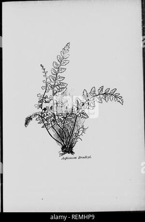 . Our ferns in their haunts [microform] : a guide to all the native species. Ferns; Fougères. . Please note that these images are extracted from scanned page images that may have been digitally enhanced for readability - coloration and appearance of these illustrations may not perfectly resemble the original work.. Clute, Willard N. (Willard Nelson), 1869-1950. Toronto : W. Briggs Stock Photo