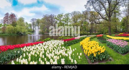 Tulip flower bulb field in the garden, Panorama spring season in Amsterdam Netherlands Stock Photo