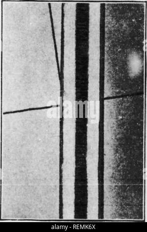 . Illustrated key to the wild and commonly cultivated trees of the northeastern United States and adjacent Canada [microform] : based primarily upon leaf characters. Trees; Trees; Arbres; Arbres. Fig. 103. Butternut. Pith of tuigs appearing as if made up of a row of diaphragms when cut longitudinally.. Fig. 104. Butternut. Showing [)ilh in split twig.. Please note that these images are extracted from scanned page images that may have been digitally enhanced for readability - coloration and appearance of these illustrations may not perfectly resemble the original work.. Collins, J. Franklin (Ja Stock Photo