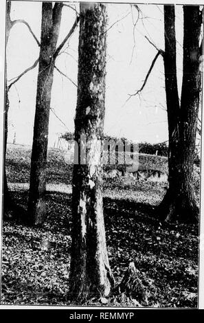 . Our native trees and how to identify them [microform] : a popular study of their habits and their peculiarities. Trees; Arbres. PLANE TREE FAMILY. Trunk of the Sycamore, Flatamt. vcddenialis.. Please note that these images are extracted from scanned page images that may have been digitally enhanced for readability - coloration and appearance of these illustrations may not perfectly resemble the original work.. Keeler, Harriet L. (Harriet Louise), 1846-1921. Toronto : McClelland, Goodchild &amp; Stewart Stock Photo