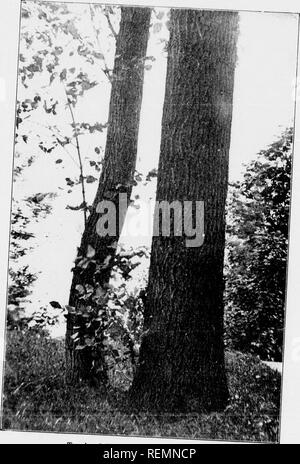 . Our native trees and how to identify them [microform] : a popular study of their habits and their peculiarities. Trees; Arbres. Oi^JVEFAMlLY. Trunk of Wliite Asli. /•&lt;•.,.„„ ^&quot;'icrudna.. Please note that these images are extracted from scanned page images that may have been digitally enhanced for readability - coloration and appearance of these illustrations may not perfectly resemble the original work.. Keeler, Harriet L. (Harriet Louise), 1846-1921. Toronto : McClelland, Goodchild &amp; Stewart Stock Photo