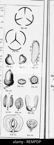 Indehiscent fruit Black and White Stock Photos & Images - Page 2 ...