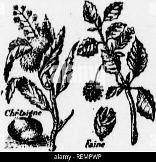 . Leçons de choses [microforme] : 4e, 5e, 6e année. Sciences naturelles; Sciences; Natural history; Science. . Please note that these images are extracted from scanned page images that may have been digitally enhanced for readability - coloration and appearance of these illustrations may not perfectly resemble the original work.. Soeurs de Sainte-Anne. [Lachine, Québec : s. n. ] Stock Photo