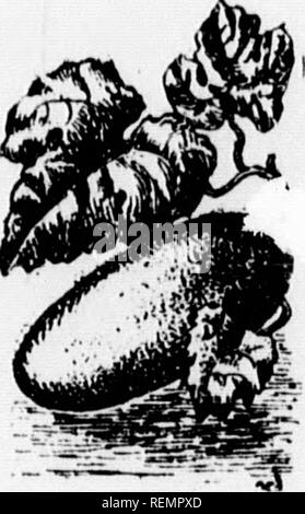 . Leçons de choses [microforme] : 4e, 5e, 6e année. Sciences naturelles; Sciences; Natural history; Science. Fi'iiiHier. '&lt;.PK ? XX.—Q(U'l est oe caractère des cucurlntacées. Please note that these images are extracted from scanned page images that may have been digitally enhanced for readability - coloration and appearance of these illustrations may not perfectly resemble the original work.. Soeurs de Sainte-Anne. [Lachine, Québec : s. n. ] Stock Photo