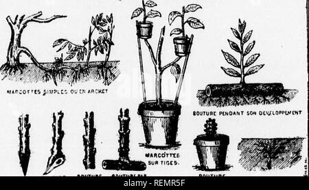 . Leçons de choses [microforme] : 4e, 5e, 6e année. Sciences naturelles; Sciences; Natural history; Science. CTtfrt tH couaoNNC. OHcrric&quot; tcusso^ (iorM)«pnt5 r.ntrrf cutrrt oc b«M[«ux «NCL'i:^. INCnu&amp;TCS MARCOTTES ET BOUTURES. eoUTUHE PAR rtUILLC •OUTUItC tenant au tronc, et en l'enterrant dans une certaine partie de sa longueur, (^uand cette branche a pris ra-. Please note that these images are extracted from scanned page images that may have been digitally enhanced for readability - coloration and appearance of these illustrations may not perfectly resemble the original work.. Soeur Stock Photo