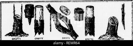 . Leçons de choses [microforme] : 4e, 5e, 6e année. Sciences naturelles; Sciences; Natural history; Science. — 10 riR'tt tion re rextrcniitc inférieure en terre. La multiplieii- par marcottes se fait en courbant une branche. » DEUX sciaNS («aNitriiRin' tuNkvtrrc fN fLUTE iH:FrF CM rtNrC. Please note that these images are extracted from scanned page images that may have been digitally enhanced for readability - coloration and appearance of these illustrations may not perfectly resemble the original work.. Soeurs de Sainte-Anne. [Lachine, Québec : s. n. ] Stock Photo