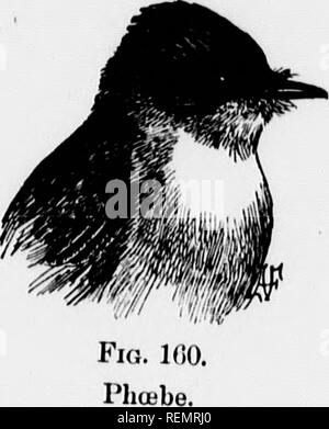 . Birds of village and field [microform] : a bird book for beginners. Birds; Oiseaux. 260 KEY TO FLYCATCIIEIiS. Please note that these images are extracted from scanned page images that may have been digitally enhanced for readability - coloration and appearance of these illustrations may not perfectly resemble the original work.. Bailey, Florence Merriam, b. 1863. Toronto : McClelland &amp; Goodchild Stock Photo