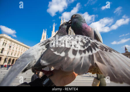 Travel, Italy and birds concept - Feeding funy pigeons from the hand in front of Duomo Cathedral Milan. Stock Photo