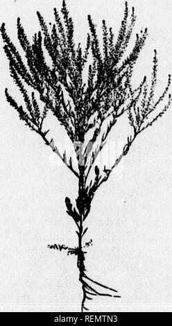 . Noxious weeds and how to destroy them [microform]. Weeds; Weeds; Mauvaises herbes, Lutte contre les; Mauvaises herbes. so False FtAX. [Classed an* Nor io us Weed.] A member of the mustard family often mistaken for Ball Mustard. Tt IB, however, readily distinguished by the laiger pale yellow flowers and the pear-shaped smooth pods which contain numerous yellow seeds. Be- iiidea ripening its seeds as other annuals do, it sometimes begins its growth in the fall and produced seed the following summer. This plant is much too prevalent in the grain fields of Alberta and Saskatchewan. The Tansy Mus Stock Photo