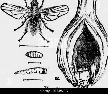 . Recommendations for the prevention of damage by some common insects of the farm, the orchard and the garden [microform]. Insect pests; Agricultural pests; Insectes nuisibles, Lutte contre les; Ennemis des cultures, Lutte contre les. I''ig. 2Â«. 29' &gt;v&gt;iiÂ«!?s ancJ more diffi. -'t to doa, With than the ^'^bage and Radish Maggots 'â¢â ^ the Onion Maggot (Pi|. 26) Jiemedies.mc^^,^ well-worked ^ ,-^-aea.,p,..,,.,,,,^^,. 7 (;)â¢ KeiusenoemulHiunwat. .//ored along the rows when the ' on.on.nroronnd to be infected ,â^, ^^ ^  JÂ»'Â»&quot;*,J&gt;i-oved Miceessful. lime, sown broadcast over tf, Stock Photo