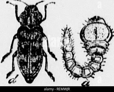 . Recommendations for the prevention of damage by some common insects of the farm, the orchard and the garden [microform]. Insect pests; Agricultural pests; Insectes nuisibles, Lutte contre les; Ennemis des cultures, Lutte contre les. 20 II. Kall Web-Wohm (^Jlyphnntria cunea, r)niiy). Tho im- xi^'litly vol)M mado by coloniott '&gt;t' lliia iiisoc't at the tops of livanches upon fruit and shade- tieos in tho autumn arc well known to every one. J?c//icJ(Vs.—The e,i-'^^8 arc laid by the lemalo moth (Fig. 8), during- June, and tho webnaro genondly noticeal)lo in July J'^roin the habit those cater Stock Photo