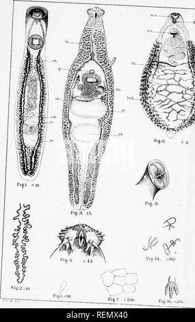 Contributions to American helminthology, no. 1 [microform ...
