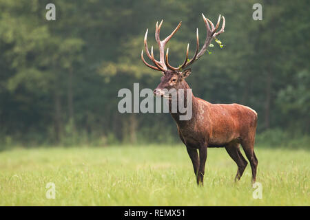 Red deer, cervus elaphus, stag standing calmly on meadow Stock Photo