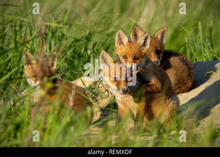 Red fox, vulpes vulpes, small young cubs near den curiously weatching around. Stock Photo