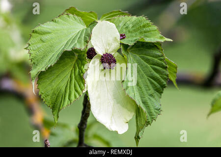 Dove Tree, Davidia involucrata var. vilmoriniana Stock Photo