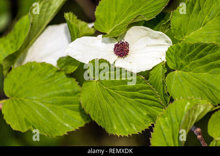 Dove Tree, Davidia involucrata var. vilmoriniana Stock Photo