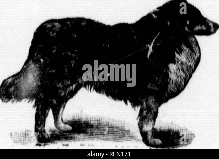 . The veterinary science [microform] : the anatomy, diseases and treatment of domestic animals, also containing a full description of medicines and receipts. Cattle; Horses; Veterinary medicine; Bovins; Chevaux; Médecine vétérinaire. 352 THE VETERINARY SCIENCE. dead but m a short time gets up and seems all right for a little fits e;e^;ntti&quot;&quot;r-;; '°t &quot;&quot;• ^'^ ^'^ '^-p^ - ^^^-^ thl ireaiment.—For a pig two months old give Raw Linseed Oil i ^ , , Spirits of Turpentine..'.'.' f teaoupfu. Mivxvpllo^-H , 1 &lt;lram or 1 teaspoonful. a day untn h h '&quot;7 '°&quot;&quot; &quot;^ & Stock Photo