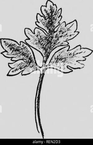 Celery for profit. Celery. [from old catalog]. 16 CELER V FOR PROFIT. shown  in Fig. i. We thus obtain fine-looking, short, stocky plants, and they will  be all right, when we