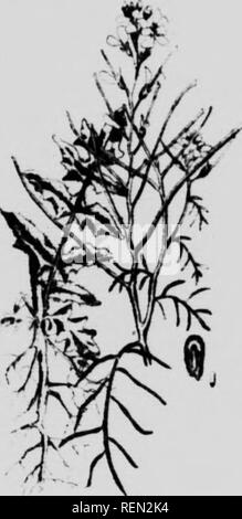 . Common weeds of Canada [microform] : a pocket guide. Weeds; Mauvaises herbes, Lutte contre les; Weeds; Mauvaises herbes. 122 xoxioi's n7:/i/).s-1. uesterx Canada about 1887. A head of thi' weed may blow about oti the prairie for a whole whiter, dropping a few seeds at intervals for many miles, and thus the weed becomes widely dispersed.. Please note that these images are extracted from scanned page images that may have been digitally enhanced for readability - coloration and appearance of these illustrations may not perfectly resemble the original work.. Hamilton, D. Wiley (David Wiley), 18 Stock Photo