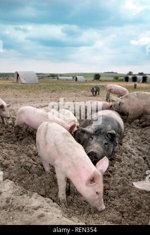 A saddleback sow and piglets enjoying the mud on an organic the pig farm organic farm in Wiltshire, UK Stock Photo