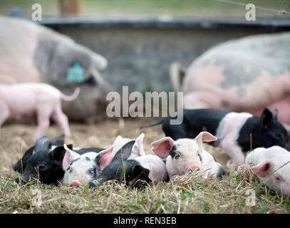 Saddleback piglets on an organic farm in Wiltshire, UK Stock Photo