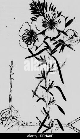 . Weeds of the farm and ranch [microform]. Sols; Weeds; Tillage; Mauvaises herbes. Wkbob of tub Farm and Rancu 5S. /^'^&gt;, ^ ^//P-^^ White-Stemmed Evening Primrose.. Please note that these images are extracted from scanned page images that may have been digitally enhanced for readability - coloration and appearance of these illustrations may not perfectly resemble the original work.. Willing, T. N; Saskatchewan. Dept. of Agriculture. Regina : J. A. Reid Stock Photo