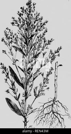 . Weeds of the farm and ranch [microform]. Sols; Weeds; Tillage; Mauvaises herbes. Wekum ok TirE Fabm and Ranch. liussian Pigweed. &lt;i. Please note that these images are extracted from scanned page images that may have been digitally enhanced for readability - coloration and appearance of these illustrations may not perfectly resemble the original work.. Willing, T. N; Saskatchewan. Dept. of Agriculture. Regina : J. A. Reid Stock Photo