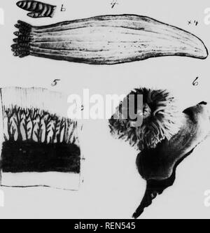 . Mollusks, Echnioderms, Coelenterates, etc. Part G [microform] : Alcyonaria and Actinaria. Canadian Arctic Expedition (1913-1918); Canadian Arctic Expedition (1913-1918); Sea anemones; Alcyonaires; Anémones de mer; Octocorallia. . Please note that these images are extracted from scanned page images that may have been digitally enhanced for readability - coloration and appearance of these illustrations may not perfectly resemble the original work.. Verrill, A. E. (Addison Emery), 1839-1926; Canadian Arctic Expedition (1913-1918). Ottawa : F. A. Acland Stock Photo