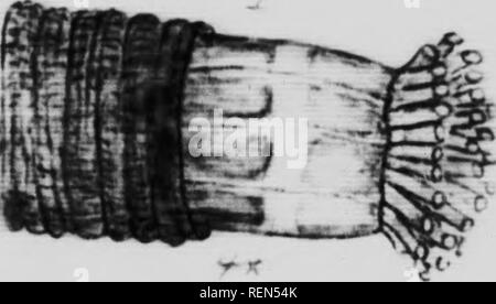 . Mollusks, Echnioderms, Coelenterates, etc. Part G [microform] : Alcyonaria and Actinaria. Canadian Arctic Expedition (1913-1918); Canadian Arctic Expedition (1913-1918); Sea anemones; Alcyonaires; Anémones de mer; Octocorallia. I'l ATI .l. XWI. Please note that these images are extracted from scanned page images that may have been digitally enhanced for readability - coloration and appearance of these illustrations may not perfectly resemble the original work.. Verrill, A. E. (Addison Emery), 1839-1926; Canadian Arctic Expedition (1913-1918). Ottawa : F. A. Acland Stock Photo
