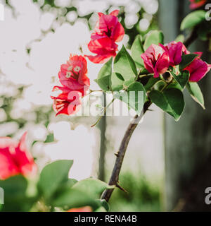 beautiful bougainville showing the strength of naturesa and also its beauty Stock Photo