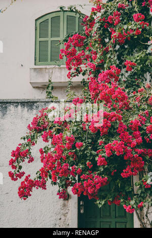 beautiful bougainville showing the strength of naturesa and also its beauty Stock Photo