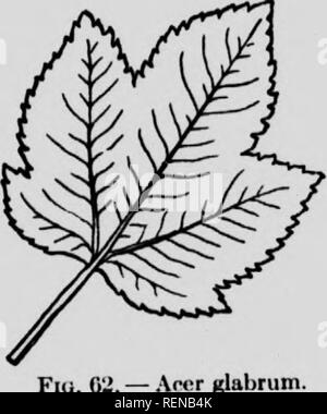 . Selected western flora [microform] : Manitoba, Saskatchewan, Alberta. Botany; Botanique; Botany; Botanique; Botany; Botanique. Fki. 61. — Acer spicatum.. &gt;r glabrum. 4. A. tljlbrum, Torr. A shrub, or low rather spreading tree with smooth light-brown twigs; leaves mostly small, .-i-S-lolKd or :i-foliate, the lobes or leaflets unciually but somewhat sharply serraU:, glabrous or almost so. (Var. tnp«rtitom). a form in which the leaves are mostly 3-foUate. Rocky Mts. XLIX. BALSAMINACE.* (B.lsam Family). Succulent herbs with alternate, simple, exstipulate leaves and irregular flowers. Sepals  Stock Photo