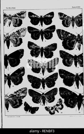 . The moth book [microform] : a popular guide to a knowledge of the moths of North America. Moths; Papillons nocturnes; Papillons nocturnes; Moths. i&lt;:^. Please note that these images are extracted from scanned page images that may have been digitally enhanced for readability - coloration and appearance of these illustrations may not perfectly resemble the original work.. Holland, W. J. (William Jacob), 1848-1932. Toronto : W. Briggs Stock Photo
