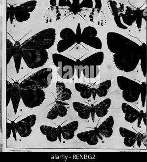 . The moth book [microform] : a popular guide to a knowledge of the moths of North America. Moths; Papillons nocturnes; Papillons nocturnes; Moths. . Please note that these images are extracted from scanned page images that may have been digitally enhanced for readability - coloration and appearance of these illustrations may not perfectly resemble the original work.. Holland, W. J. (William Jacob), 1848-1932. Toronto : W. Briggs Stock Photo