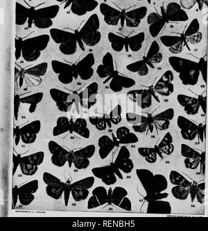 . The moth book [microform] : a popular guide to a knowledge of the moths of North America. Moths; Papillons nocturnes; Papillons nocturnes; Moths. . Please note that these images are extracted from scanned page images that may have been digitally enhanced for readability - coloration and appearance of these illustrations may not perfectly resemble the original work.. Holland, W. J. (William Jacob), 1848-1932. Toronto : W. Briggs Stock Photo