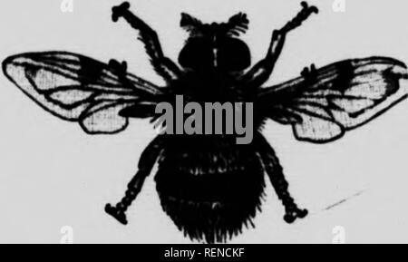 . In nature's workshop [microform]. Sciences de la vie; Natural history; Life sciences; Sciences naturelles. ft. Masquerades and Disguises 105 doubts have lately been cast upon this fact, because the fly which imitates the bee has been seen to enter the nests of wasps : but I do not attach much importance to this objection, which needs even now to be more widely demonstrated. At any rate, these facts remain, that various kinds of Volucella mimic various kinds of bumble-bee, and that the young of one de- vour the young of the other. For my part, I say confidently, a clear case of loitering unde Stock Photo
