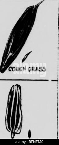 . Common weeds of Canada [microform] : a pocket guide. Weeds; Mauvaises herbes, Lutte contre les; Weeds; Mauvaises herbes. CXtVC DAtSV §. 9 CMQUtFOIL MAVWCtD CONE rioweR WEED SEEDS COMMONLY FOUND IN TIMOTHY. Please note that these images are extracted from scanned page images that may have been digitally enhanced for readability - coloration and appearance of these illustrations may not perfectly resemble the original work.. Hamilton, D. Wiley (David Wiley), 1878-1935. Toronto : Macmillan Stock Photo