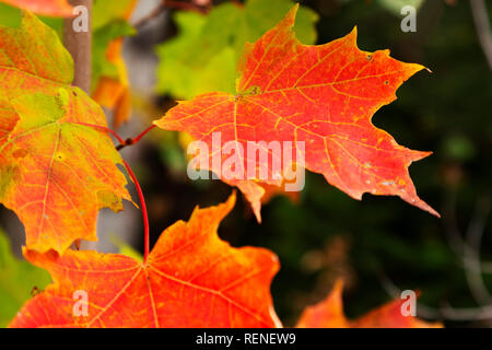 Leaves of maple leaves show autumnal colours on the Gaspé Peninsula of Quebec, Canada. The red maple leaf is Canada's national symbol. Stock Photo