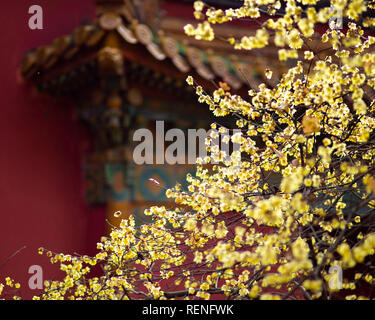 Nanjing, China. 21st Jan, 2019. Blooming plum flowers at the Xiaoling Mausoleum of Ming Dynasty Scenic Area in Nanjing, east China's Jiangsu Province. Credit: Sipa Asia/Pacific Press/Alamy Live News Stock Photo