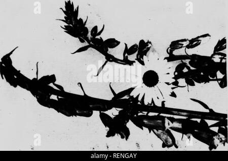 J Q A Ward By H K B Stock Photo Alamy