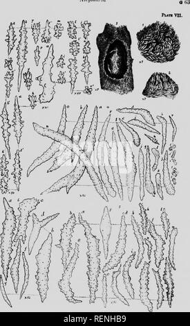 . Mollusks, Echnioderms, Coelenterates, etc. Part G [microform] : Alcyonaria and Actinaria. Canadian Arctic Expedition (1913-1918); Canadian Arctic Expedition (1913-1918); Sea anemones; Alcyonaires; Anémones de mer; Octocorallia. Alryoiiiiiin. Please note that these images are extracted from scanned page images that may have been digitally enhanced for readability - coloration and appearance of these illustrations may not perfectly resemble the original work.. Verrill, A. E. (Addison Emery), 1839-1926; Canadian Arctic Expedition (1913-1918). Ottawa : F. A. Acland Stock Photo