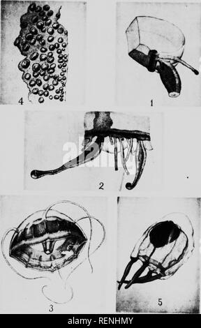 . Mollusks, Echinoderms, Coelenterates, etc. Part H [microform] : Medusae and Ctenophora. Canadian Arctic Expedition (1913-1918); Canadian Arctic Expedition (1913-1918); Méduses; Ctenophora; Jellyfishes; Cténophores. o;are Np 2 mm, •nitiil. ;'.-i. '»w;^»o:ic&quot; .iiv -iP^IiJi' -S-SMPBKa«. Please note that these images are extracted from scanned page images that may have been digitally enhanced for readability - coloration and appearance of these illustrations may not perfectly resemble the original work.. Bigelow, Henry Bryant, 1879-1967; Canadian Arctic Expedition (1913-1918). Ottawa : T. M Stock Photo